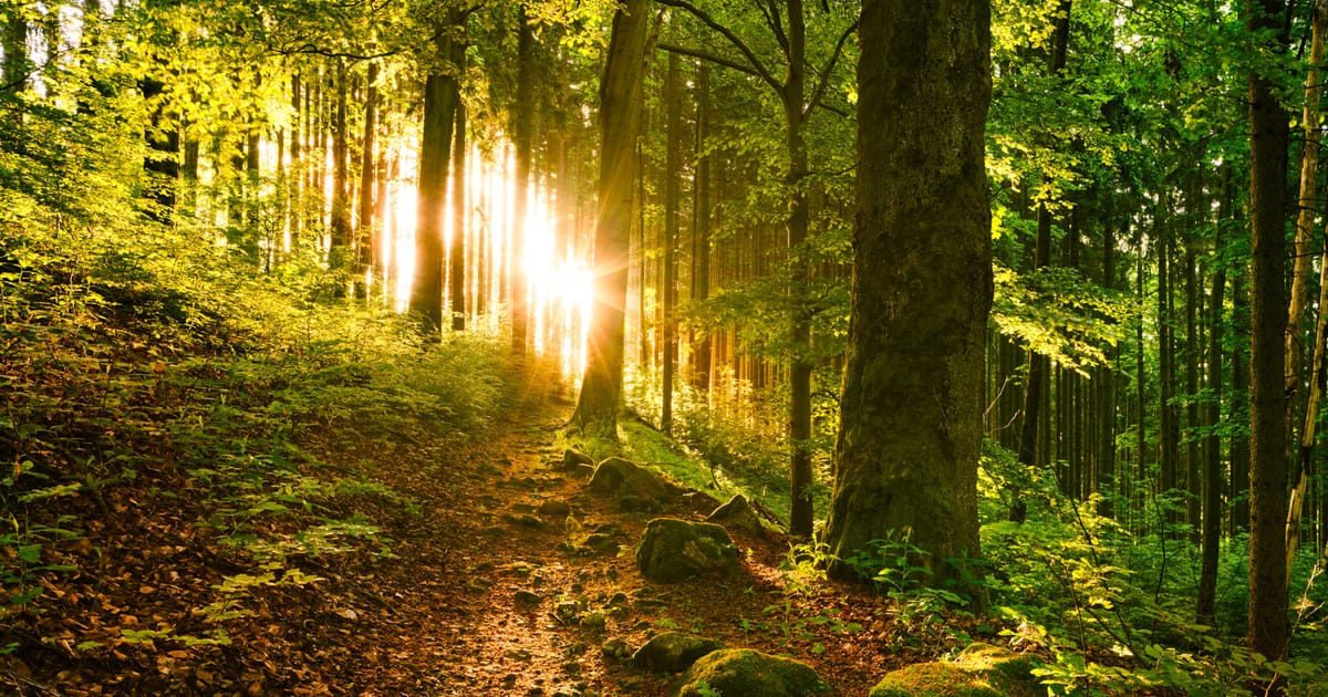 Pilzsaison im Kaiserwald — der Herbstwald vor den Toren Marienbads